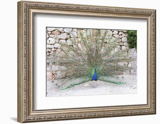 Croatia, Dubrovnik, Lokrum Island. Peacock courtship display.-Trish Drury-Framed Photographic Print