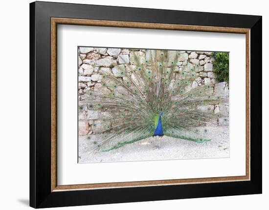 Croatia, Dubrovnik, Lokrum Island. Peacock courtship display.-Trish Drury-Framed Photographic Print