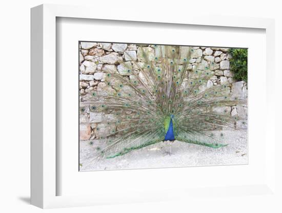 Croatia, Dubrovnik, Lokrum Island. Peacock courtship display.-Trish Drury-Framed Photographic Print