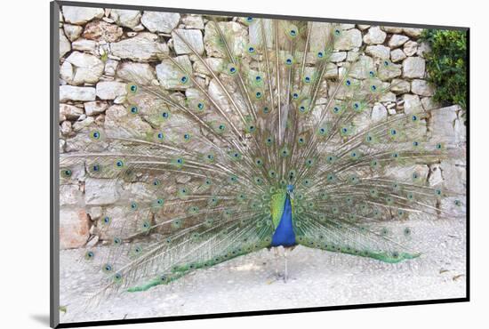 Croatia, Dubrovnik, Lokrum Island. Peacock courtship display.-Trish Drury-Mounted Photographic Print