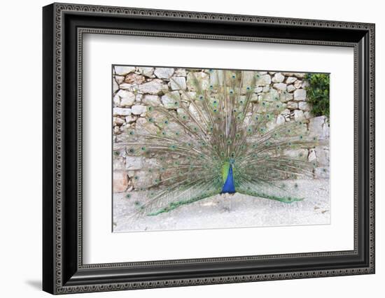 Croatia, Dubrovnik, Lokrum Island. Peacock courtship display.-Trish Drury-Framed Photographic Print