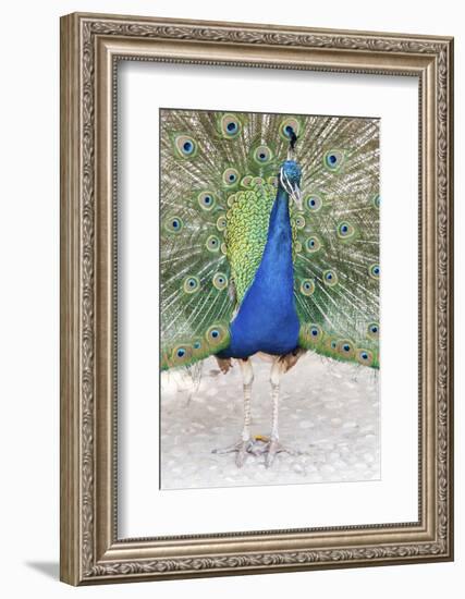 Croatia, Dubrovnik. Peacock in courtship display on Lokrum Island. Acclimated due to no predators.-Trish Drury-Framed Photographic Print