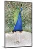 Croatia, Dubrovnik. Peacock in courtship display on Lokrum Island. Acclimated due to no predators.-Trish Drury-Mounted Photographic Print