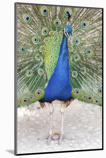 Croatia, Dubrovnik. Peacock in courtship display on Lokrum Island. Acclimated due to no predators.-Trish Drury-Mounted Photographic Print