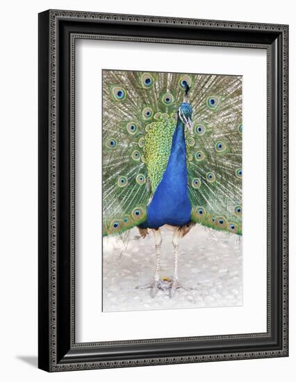 Croatia, Dubrovnik. Peacock in courtship display on Lokrum Island. Acclimated due to no predators.-Trish Drury-Framed Photographic Print