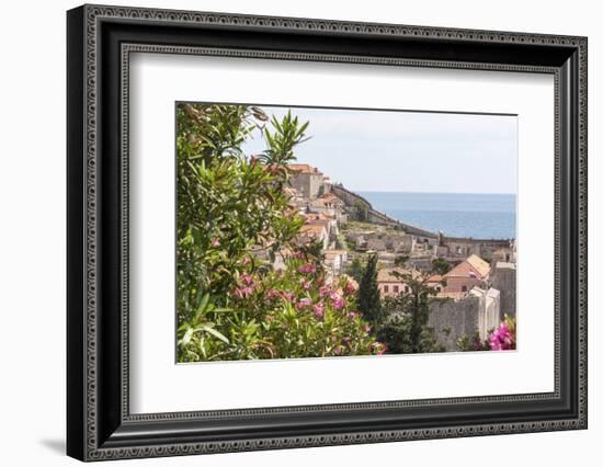 Croatia, Dubrovnik. Walled city old town viewed from hill. Blooming oleander frames.-Trish Drury-Framed Photographic Print