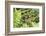 Croatia. Eurasian Marsh Frog (Pelophylax ridibundus) croaking Krka National Park.-Trish Drury-Framed Photographic Print