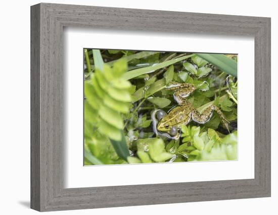 Croatia. Eurasian Marsh Frog (Pelophylax ridibundus) croaking Krka National Park.-Trish Drury-Framed Photographic Print