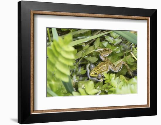 Croatia. Eurasian Marsh Frog (Pelophylax ridibundus) croaking Krka National Park.-Trish Drury-Framed Photographic Print