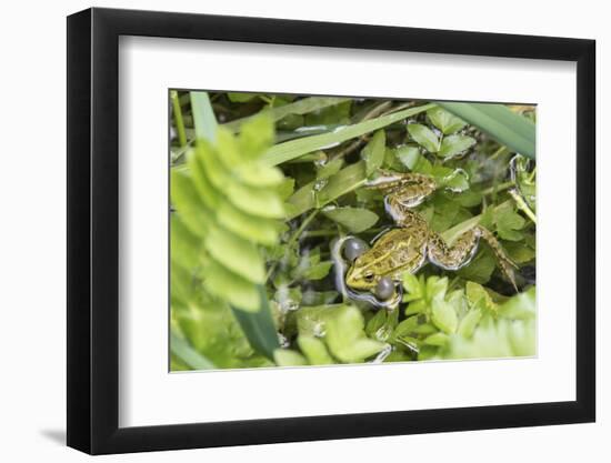 Croatia. Eurasian Marsh Frog (Pelophylax ridibundus) croaking Krka National Park.-Trish Drury-Framed Photographic Print