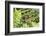 Croatia. Eurasian Marsh Frog (Pelophylax ridibundus) croaking Krka National Park.-Trish Drury-Framed Photographic Print