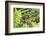 Croatia. Eurasian Marsh Frog (Pelophylax ridibundus) croaking Krka National Park.-Trish Drury-Framed Photographic Print