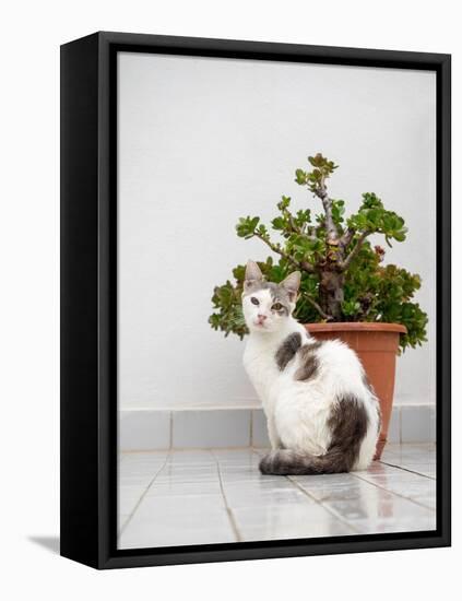 Croatia, Hvar. Domestic cat sitting by a potted jade plant along the street.-Julie Eggers-Framed Premier Image Canvas