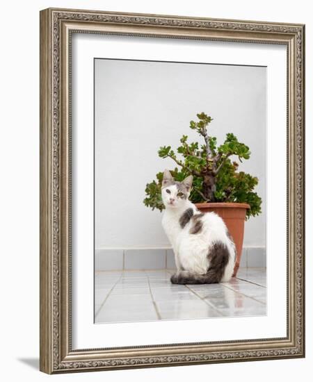 Croatia, Hvar. Domestic cat sitting by a potted jade plant along the street.-Julie Eggers-Framed Photographic Print