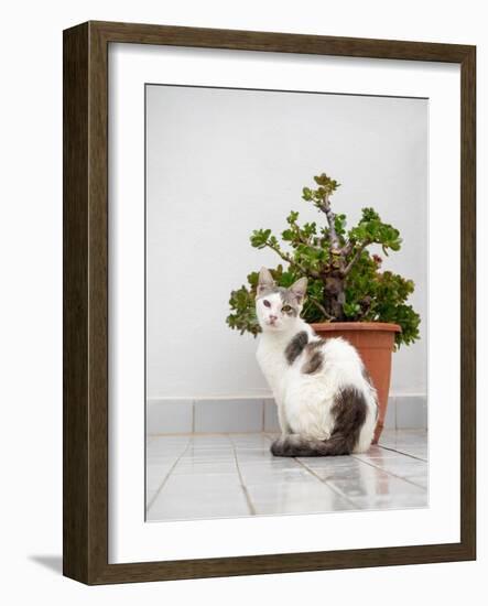 Croatia, Hvar. Domestic cat sitting by a potted jade plant along the street.-Julie Eggers-Framed Photographic Print