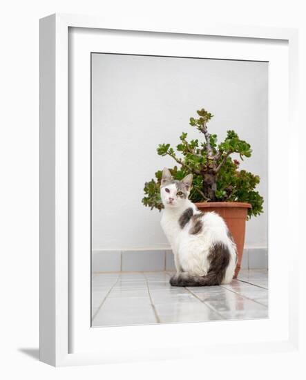 Croatia, Hvar. Domestic cat sitting by a potted jade plant along the street.-Julie Eggers-Framed Photographic Print