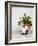 Croatia, Hvar. Domestic cat sitting by a potted jade plant along the street.-Julie Eggers-Framed Photographic Print