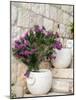 Croatia, Hvar. Potted purple plants in pots on steps.-Julie Eggers-Mounted Photographic Print