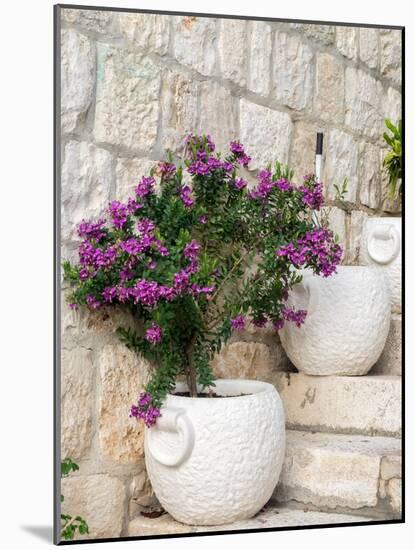 Croatia, Hvar. Potted purple plants in pots on steps.-Julie Eggers-Mounted Photographic Print