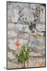 Croatia, Hvar, Vrboska. Poppy grows in stone wall.-Trish Drury-Mounted Photographic Print