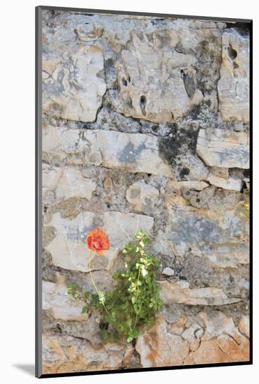 Croatia, Hvar, Vrboska. Poppy grows in stone wall.-Trish Drury-Mounted Photographic Print