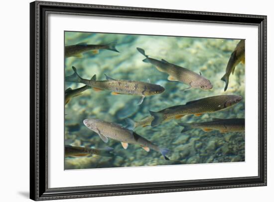 Croatia, National Park Plitvice, Fish, Waters, Clearly-Rainer Mirau-Framed Photographic Print