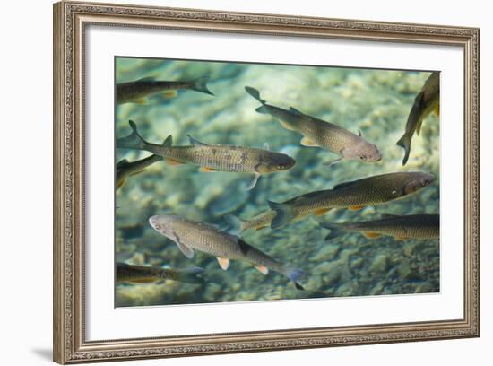 Croatia, National Park Plitvice, Fish, Waters, Clearly-Rainer Mirau-Framed Photographic Print