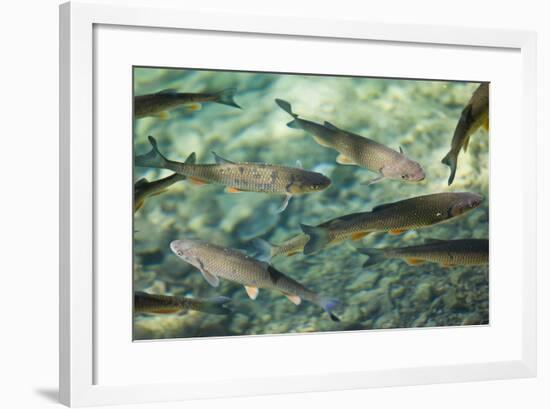 Croatia, National Park Plitvice, Fish, Waters, Clearly-Rainer Mirau-Framed Photographic Print