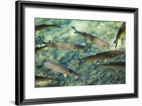 Croatia, National Park Plitvice, Fish, Waters, Clearly-Rainer Mirau-Framed Photographic Print