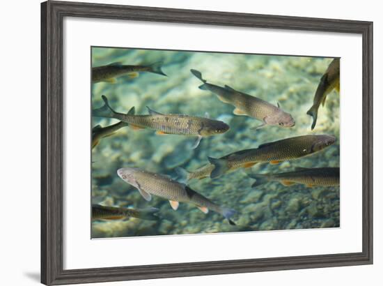 Croatia, National Park Plitvice, Fish, Waters, Clearly-Rainer Mirau-Framed Photographic Print