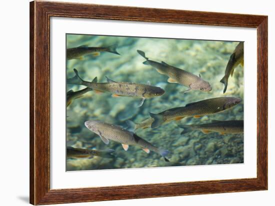 Croatia, National Park Plitvice, Fish, Waters, Clearly-Rainer Mirau-Framed Photographic Print