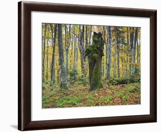 Croatia, Plitvice Lakes National Park, Wood, Trunk-Rainer Mirau-Framed Photographic Print