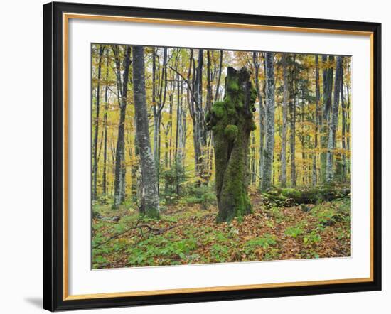 Croatia, Plitvice Lakes National Park, Wood, Trunk-Rainer Mirau-Framed Photographic Print