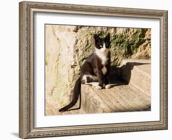 Croatia, Rovinj, Istria. Black and white kitten sitting on the steps.-Julie Eggers-Framed Photographic Print