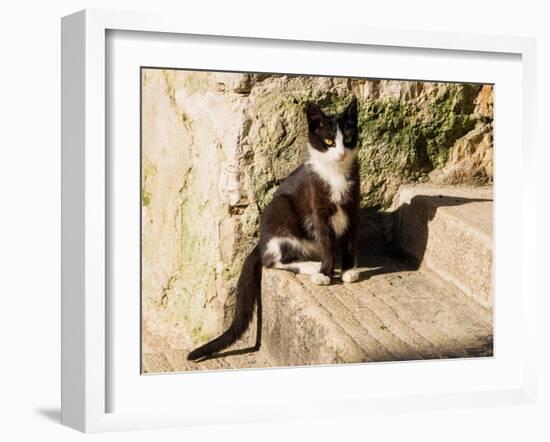 Croatia, Rovinj, Istria. Black and white kitten sitting on the steps.-Julie Eggers-Framed Photographic Print