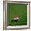 Croatian Soccerball Lying on Grass-zentilia-Framed Art Print