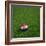 Croatian Soccerball Lying on Grass-zentilia-Framed Art Print