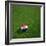 Croatian Soccerball Lying on Grass-zentilia-Framed Art Print