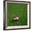 Croatian Soccerball Lying on Grass-zentilia-Framed Art Print