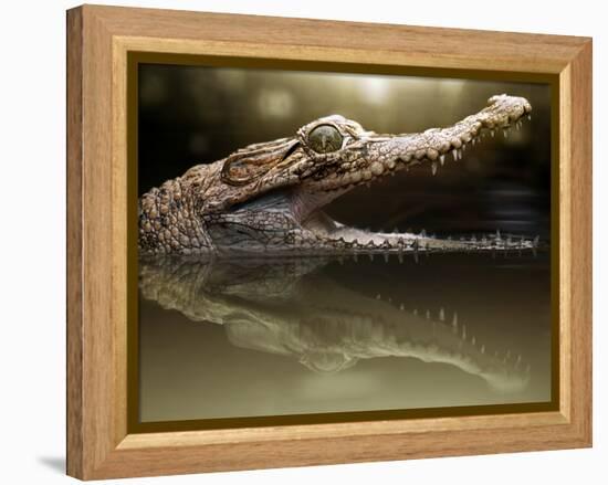 Croc-Fahmi Bhs-Framed Premier Image Canvas