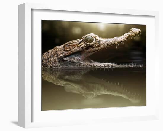 Croc-Fahmi Bhs-Framed Photographic Print