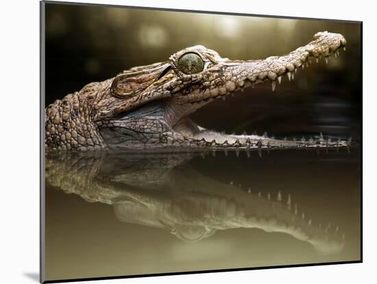 Croc-Fahmi Bhs-Mounted Photographic Print