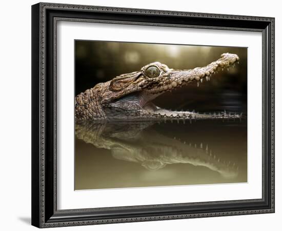 Croc-Fahmi Bhs-Framed Photographic Print