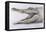 Crocodile, 2005-Lincoln Seligman-Framed Premier Image Canvas