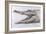 Crocodile, 2005-Lincoln Seligman-Framed Giclee Print