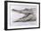 Crocodile, 2005-Lincoln Seligman-Framed Giclee Print