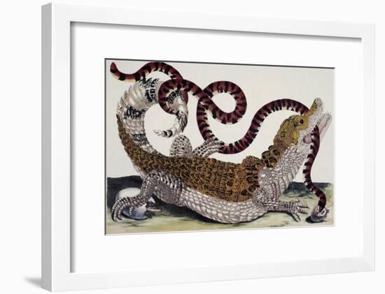 Crocodile and Snake-Maria Sibylla Merian-Framed Giclee Print