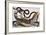 Crocodile and Snake-Maria Sibylla Merian-Framed Giclee Print