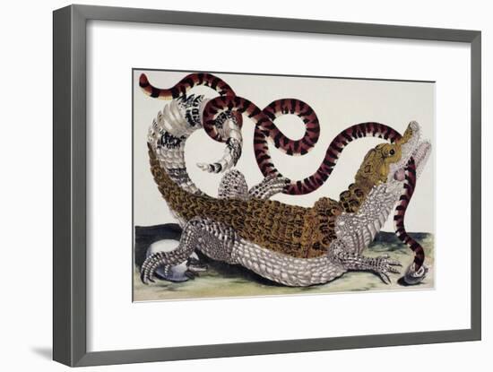 Crocodile and Snake-Maria Sibylla Merian-Framed Giclee Print