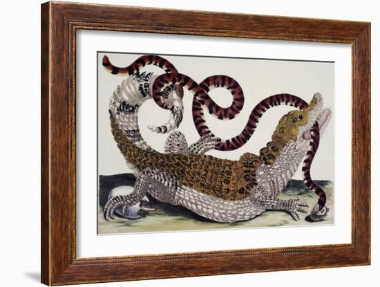 Crocodile and Snake-Maria Sibylla Merian-Framed Giclee Print